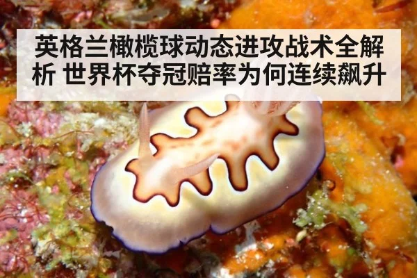 英格兰橄榄球动态进攻战术全解析 世界杯夺冠赔率为何连续飙升